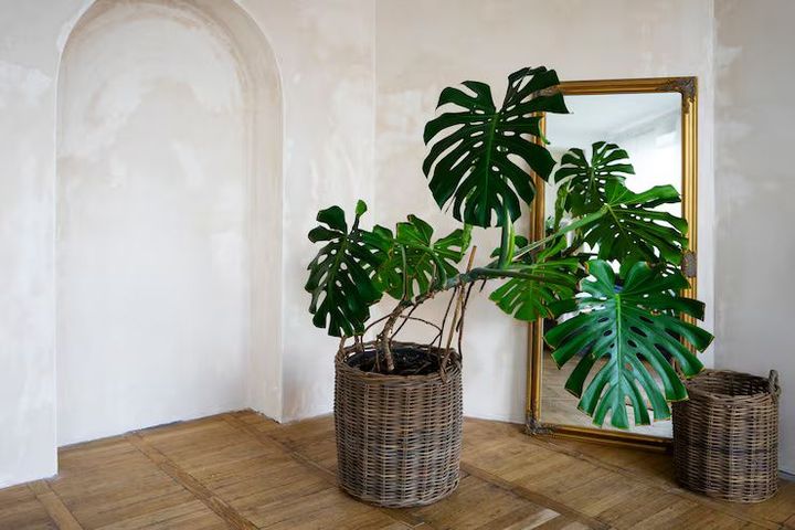 Explore Indoor Plants: A Complete Guide to Styling, Care, and Home Aesthetics