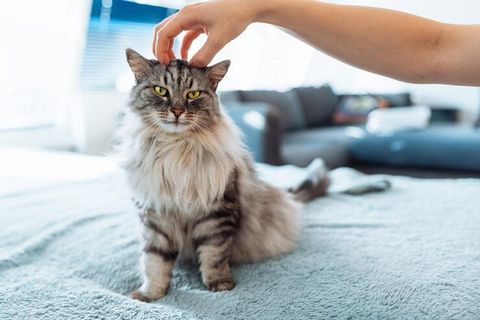 3 Common Indoor Cat Care Mistakes Every Owner Should Avoid Tips