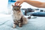 3 Common Indoor Cat Care Mistakes Every Owner Should Avoid Tips